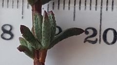 Lampranthus emarginatus