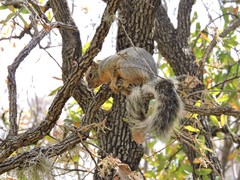 Sciurus nayaritensis