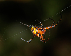 Leucauge fastigata