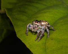 Carrhotus