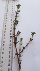 Lampranthus emarginatus