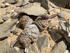 Larryleachia marlothii