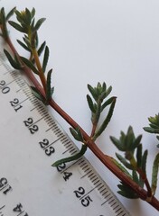 Lampranthus emarginatus