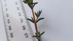 Lampranthus emarginatus