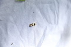 Philenora aspectalella