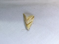 Eublemma roseana