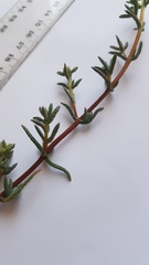 Lampranthus emarginatus