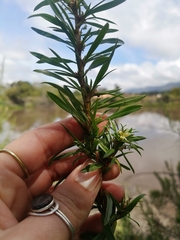 Cliffortia strobilifera