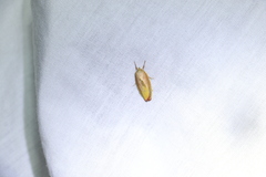 Ptyoptila matutinella