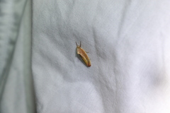 Ptyoptila matutinella