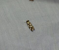 Scaptesyle dichotoma