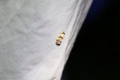 Philenora aspectalella