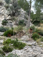 Ampelodesmos mauritanicus