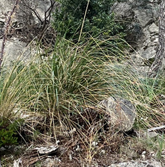 Ampelodesmos mauritanicus