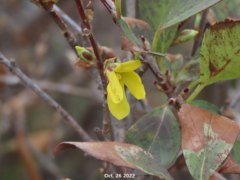Forsythia koreana