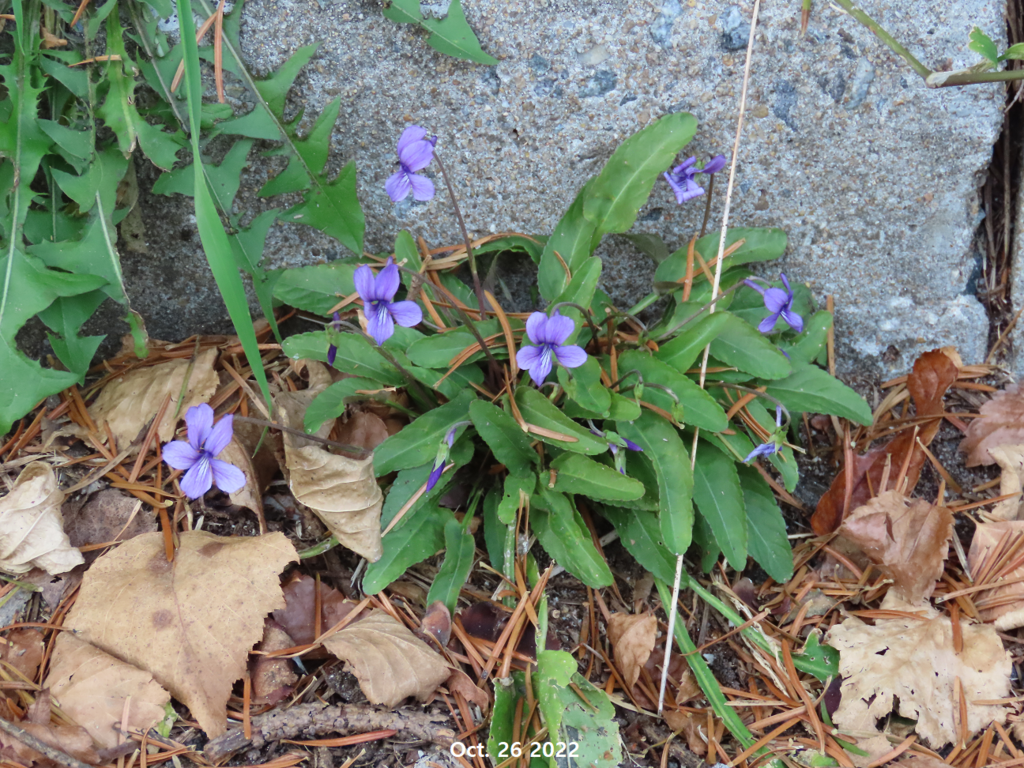 Manchurian violet (Viola mandshurica) · iNaturalist