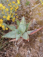 Aloe ferox