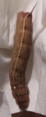 Hippotion celerio