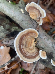 Trametes ochracea