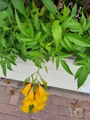 Tecoma stans