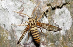 Gymnelia