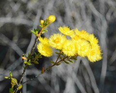 Verticordia chrysantha