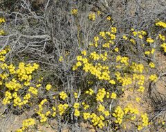 Verticordia chrysantha