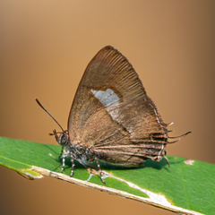 Horaga onyx