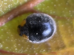 Apolinus lividigaster
