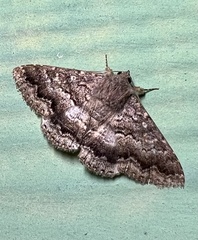 Eudesmeola lawsoni