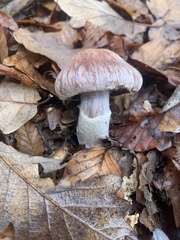 Cortinarius torvus
