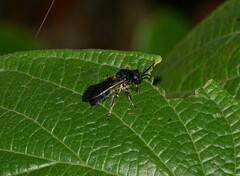 Hoplomutilla spinosa
