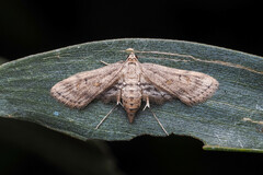 Parapoynx crisonalis