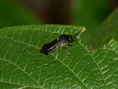 Hoplomutilla spinosa