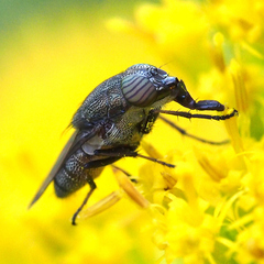 Stomorhina obsoleta
