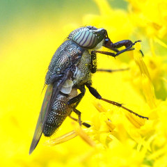 Stomorhina obsoleta