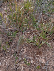 Euphorbia clava