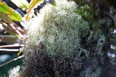 Cladoniaceae