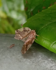 Aprivesa