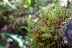 Hymenophyllaceae