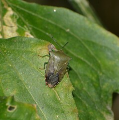 Piezosternum subulatum