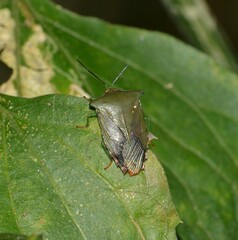 Piezosternum subulatum