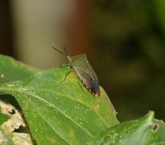 Piezosternum subulatum