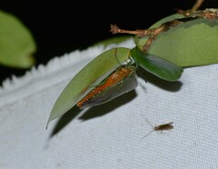 Piezosternum subulatum