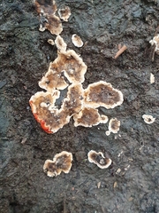 Stereum sanguinolentum