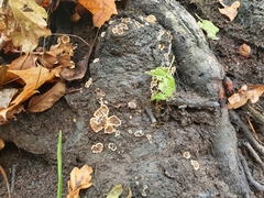 Stereum sanguinolentum