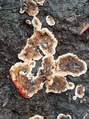 Stereum sanguinolentum