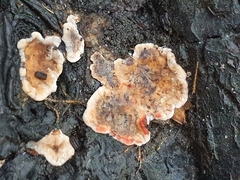 Stereum sanguinolentum