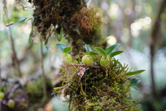 Bulbophyllum