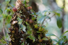 Bulbophyllum